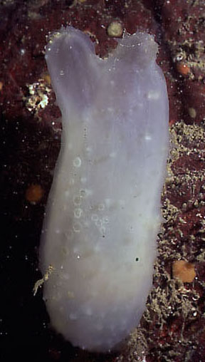 Ascididia callosa